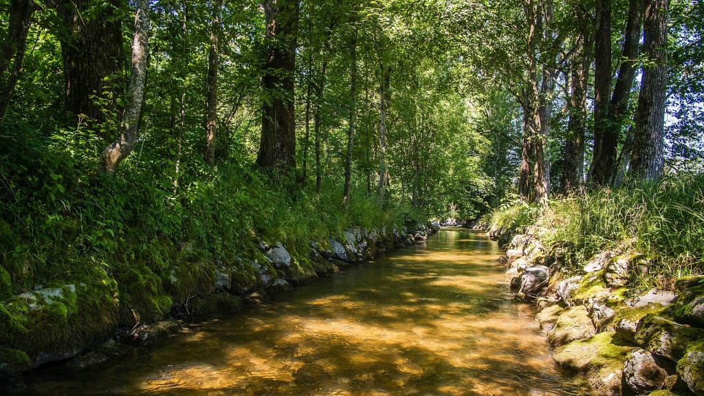 Foto: Niedrigwasser in einem Bach.