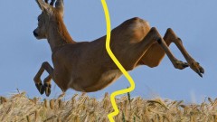 Rehbock, der auf der Flucht durch ein Feld springt
