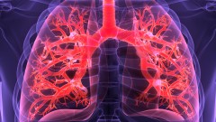 3D Illustration des menschlichen Atmungssystems, Lunge, Anatomie