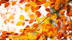 Feuilles pas mortes Herbstlaub