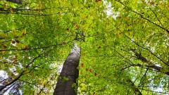 Baum im Wald